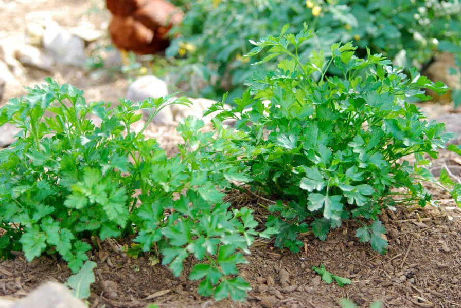 9 great things to do with boring old parsley