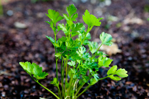 What’s the Deal with Parsley?